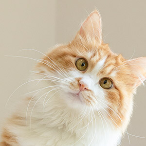 违章处理_处理异地违章罚款_异地违章罚款处理流程